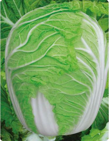 Nongjia Guizu——Chinese Cabbage Nongjia Guizu——Chinese Cabbage